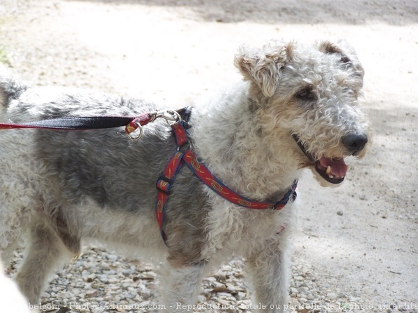 Photo de Fox terrier  poil dur