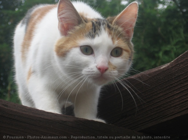 Photo de Chat domestique