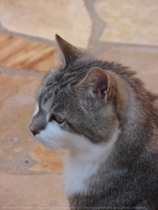 Photo de Chat domestique