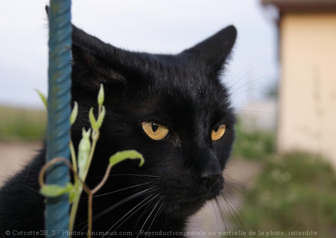 Photo de Chat domestique