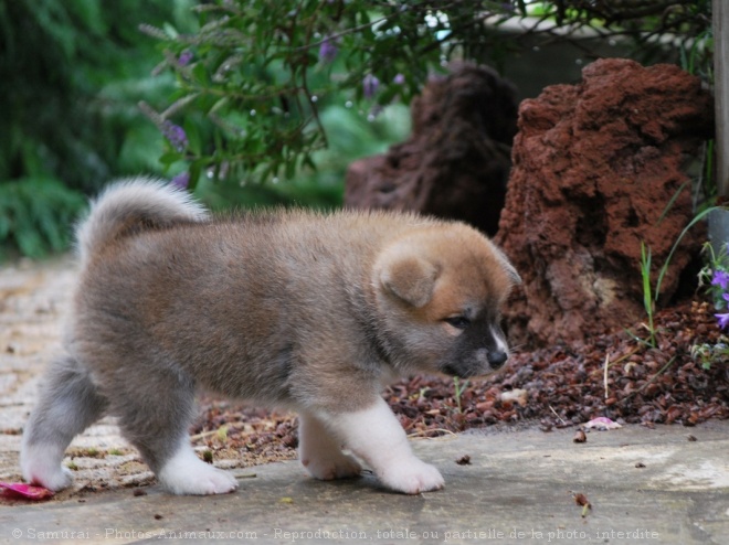 Photo d'Akita inu