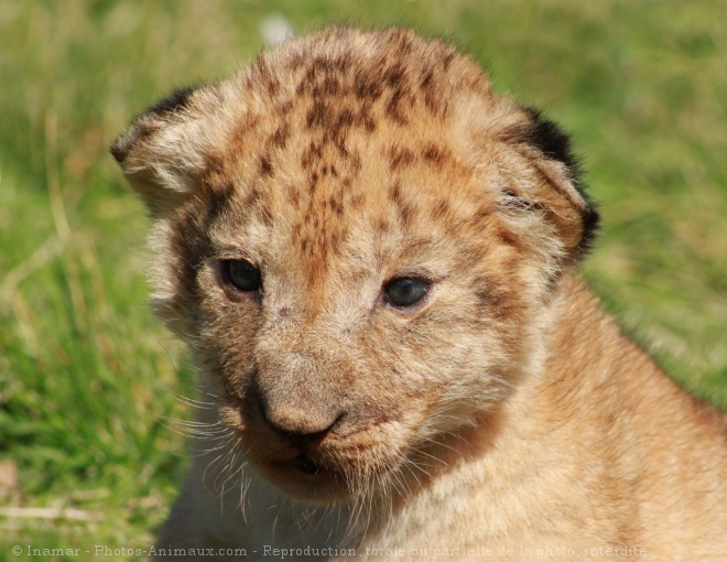 Photo de Lion