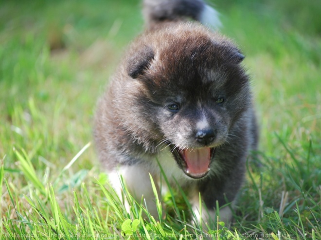 Photo d'Akita inu