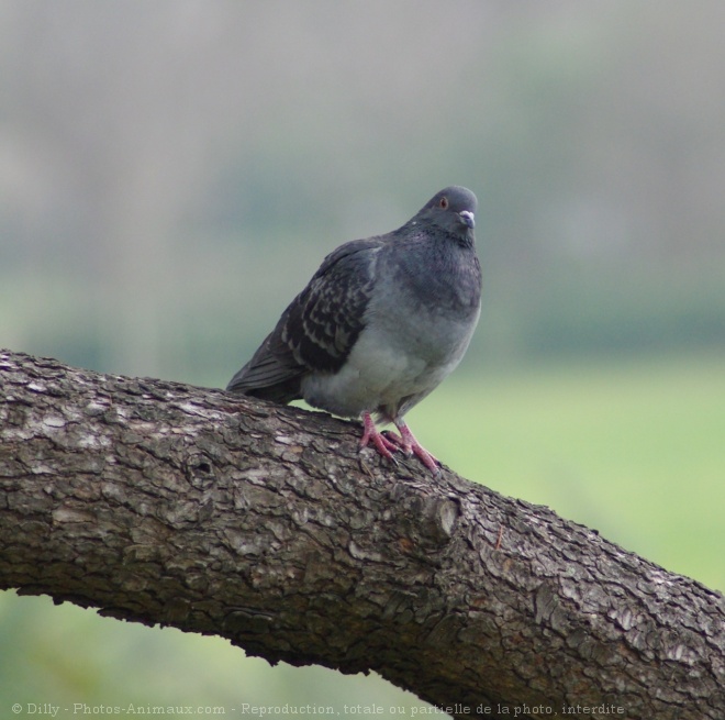 Photo de Pigeon