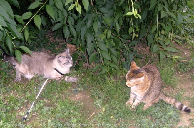 Photo de Chat domestique