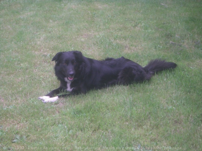 Photo de Border collie