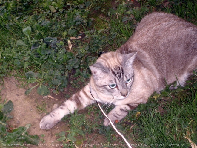 Photo de Chat domestique