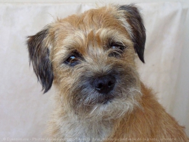 Photo de Border terrier