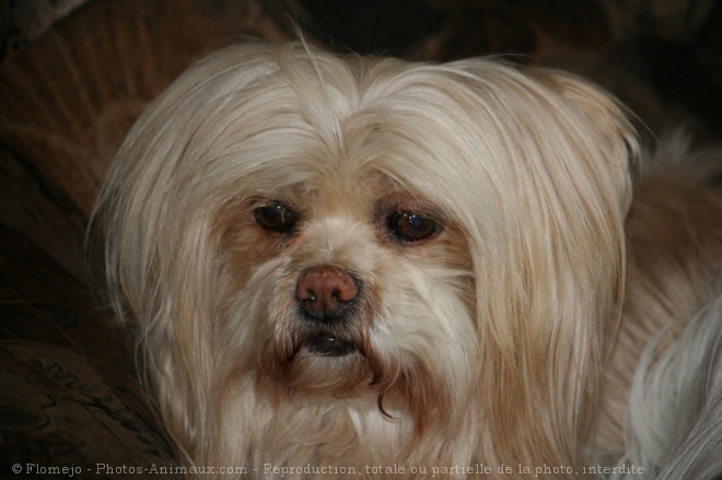 Photo de Lhassa apso