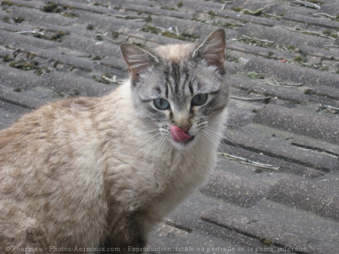 Photo de Chat domestique