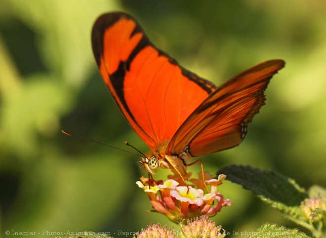 Photo de Papillon