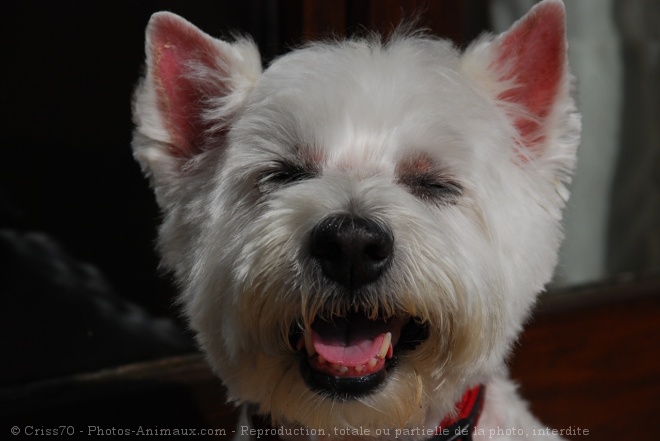 Photo de West highland white terrier