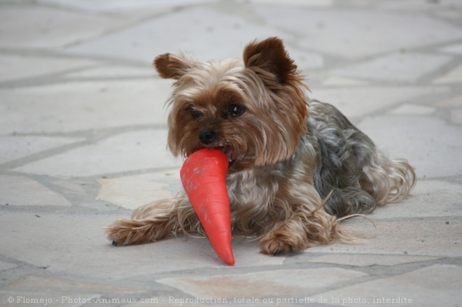 Photo de Yorkshire terrier