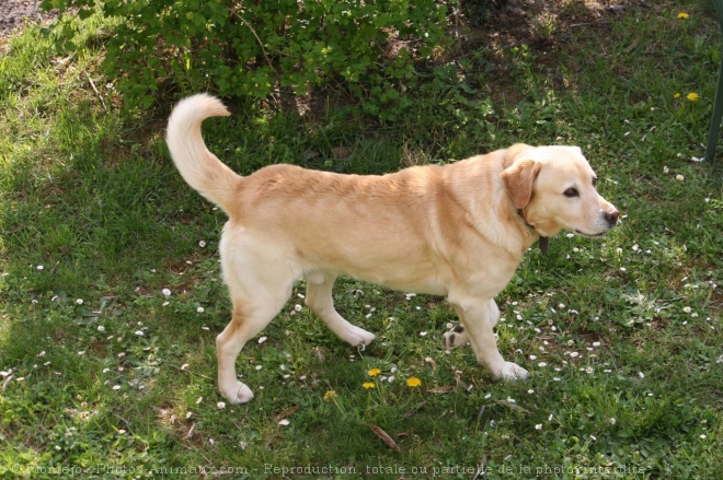 Photo de Labrador retriever