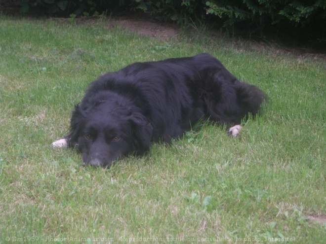 Photo de Border collie