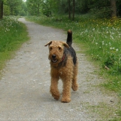 Photo d'Airedale terrier