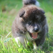 Photo d'Akita inu