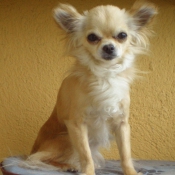 Photo de Chihuahua  poil long