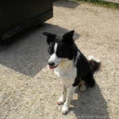 Photo de Border collie