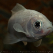 Photo de Poissons rouges