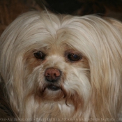 Photo de Lhassa apso