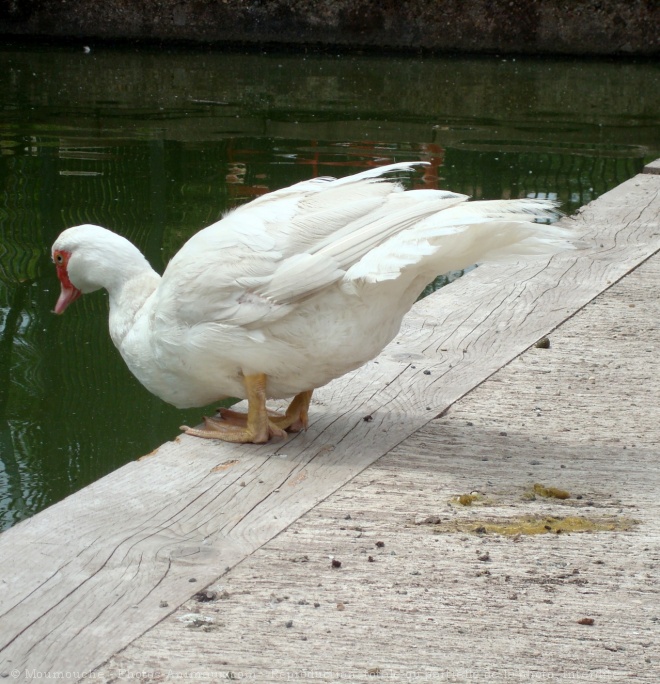 Photo de Canard de barbarie