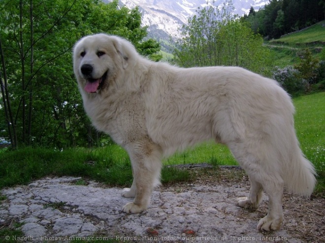 Photo de Chien de montagne des pyrnes