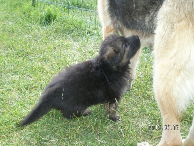 Photo de Berger allemand  poil court