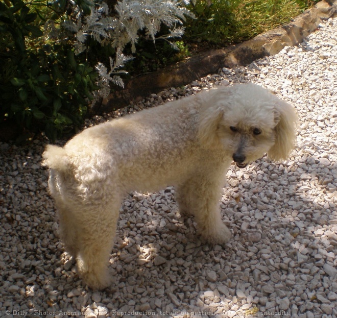 Photo de Caniche moyen