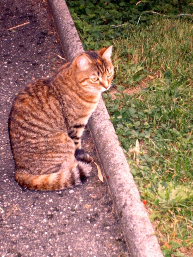 Photo de Chat domestique