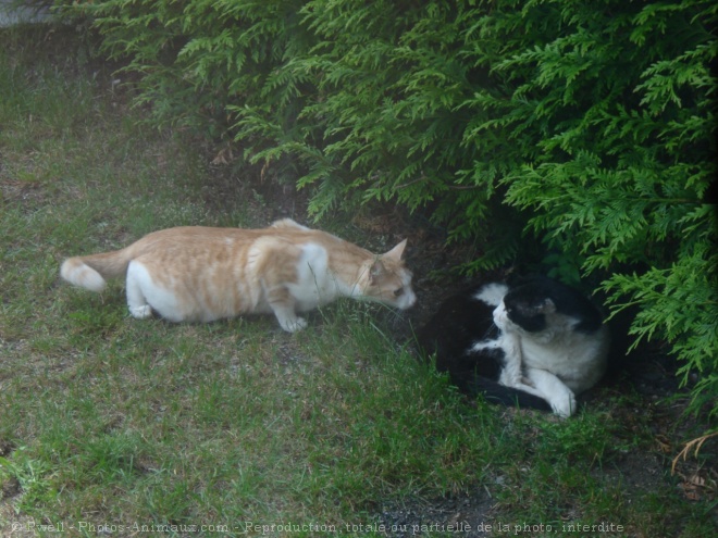 Photo de Chat domestique