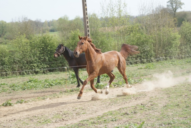 Photo de Trotteur franais