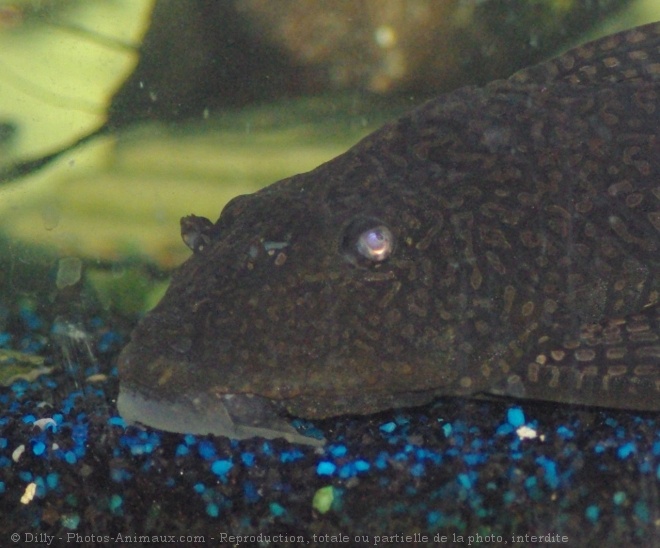 Photo de Poissons exotiques