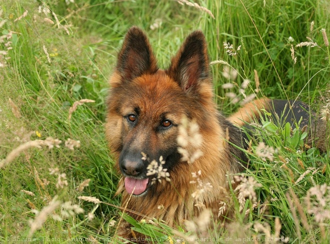 Photo de Berger allemand  poil court