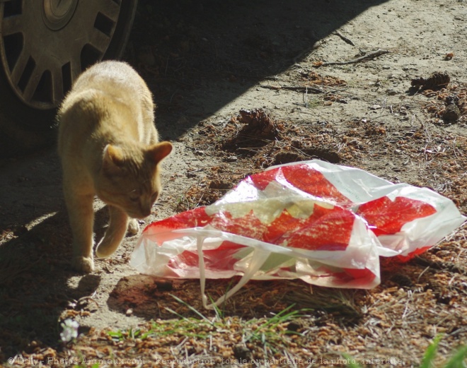 Photo de Chat domestique