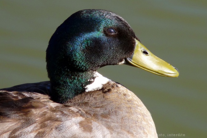 Photo de Canard colvert