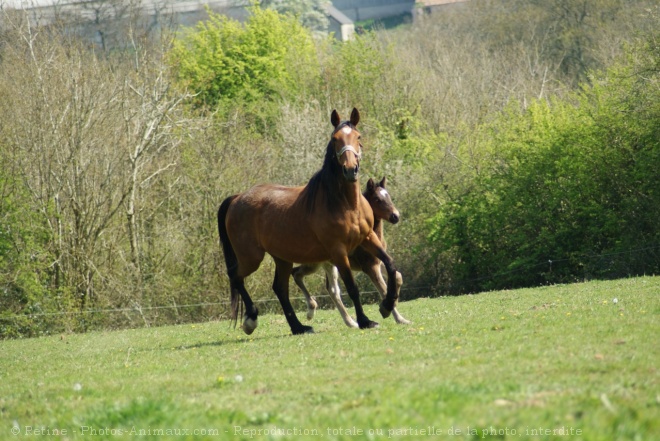 Photo de Trotteur franais