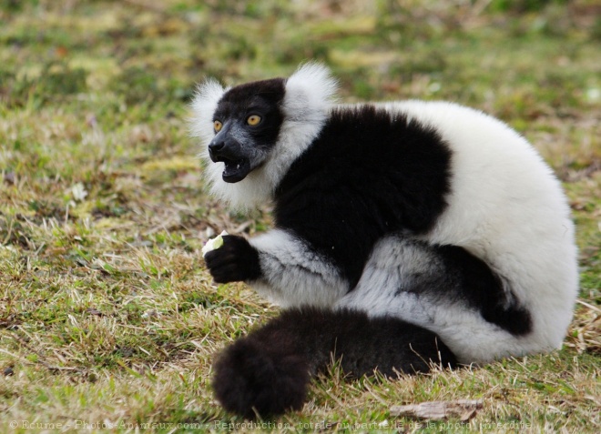 Photo de Lmurien - maki vari noir et blanc