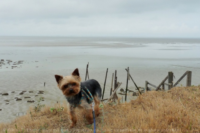 Photo de Yorkshire terrier