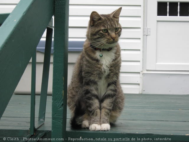 Photo de Chat domestique