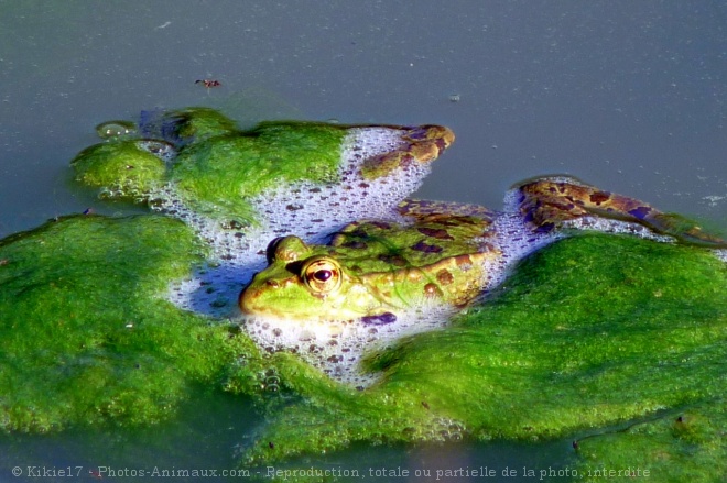 Photo de Grenouille verte commune