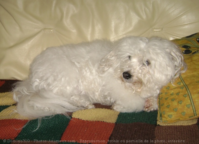 Photo de Bichon  poil fris