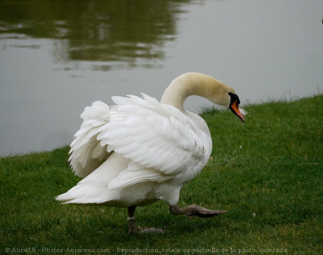 Photo de Cygne