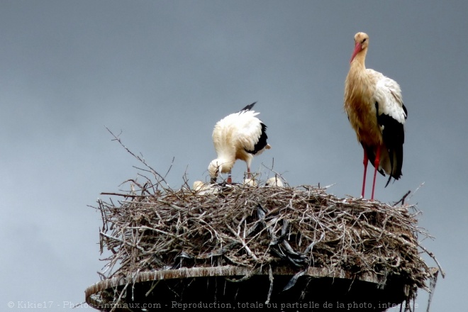 Photo de Cigogne