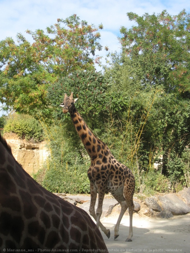 Photo de Girafe