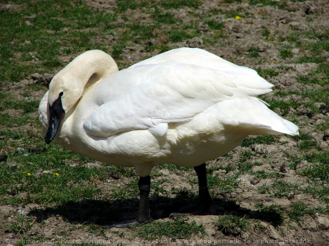 Photo de Cygne