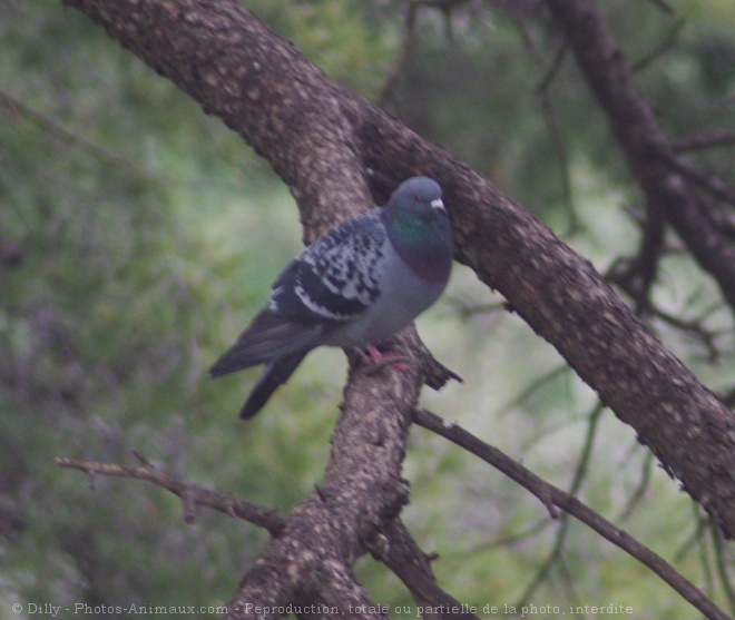 Photo de Pigeon