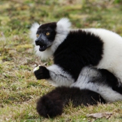 Photo de Lmurien - maki vari noir et blanc