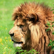 Photo de Lion