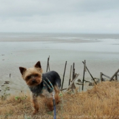 Photo de Yorkshire terrier